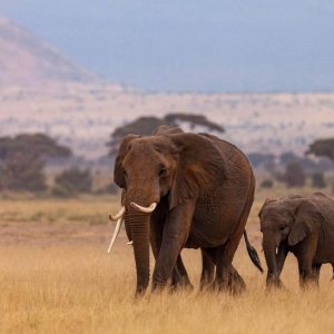 Safari tanzania tra savana e oceano: itinerari insoliti per viaggiatori curiosi