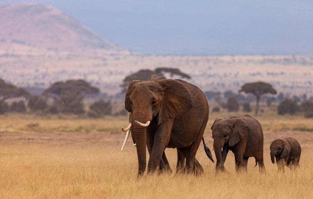 Safari tanzania tra savana e oceano: itinerari insoliti per viaggiatori curiosi